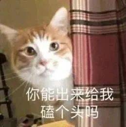  表情包万般皆苦,你是甜头
