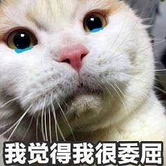  喵星人表情包精选