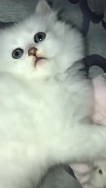  小猫这一脸茫然的样子,我决定了,下一个表情包就是你了
