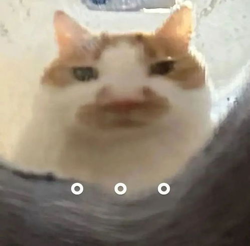  近期热门表情包