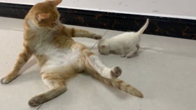  怎么会如此可爱呜呜呜小猫咪