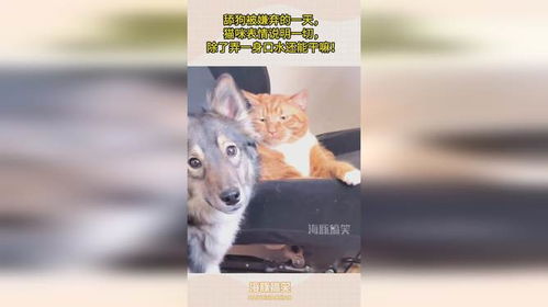 舔一口表情包鱼塘