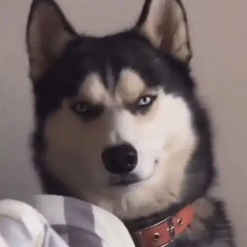  nogamenolife游戏人生