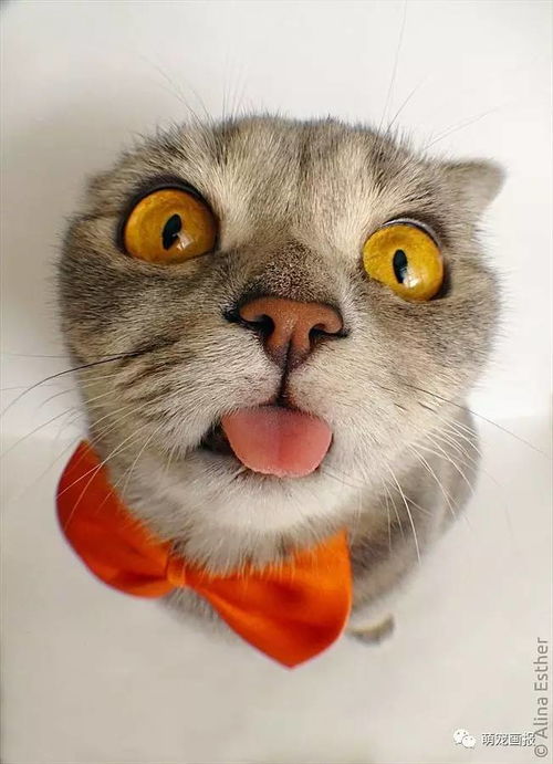  这只猫咪的最喜欢做出一些时而吃惊时而卖萌的表情