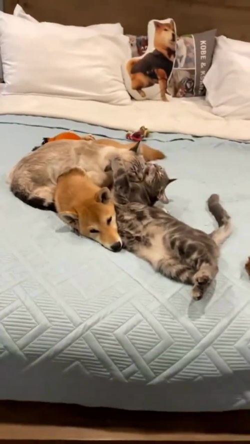  猫咪这就有些过分了,秀恩爱可以理解,但你们也不能这样虐狗吧
