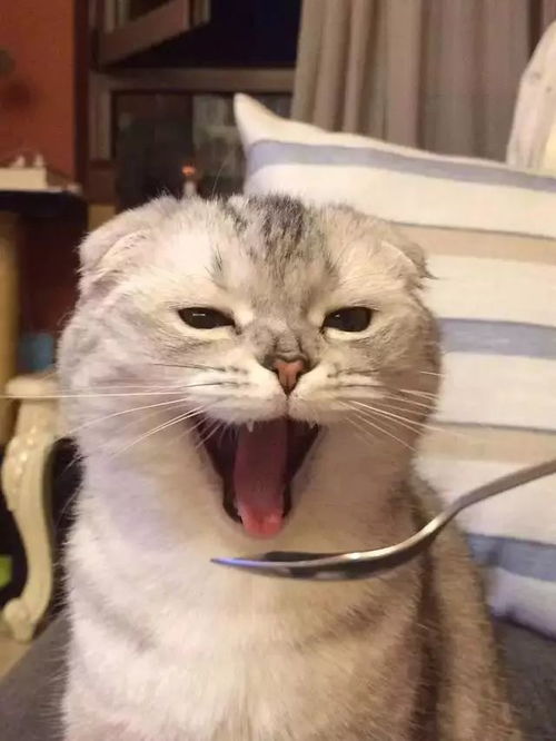  据说猫是招阴生物,最近这些天都睡不好觉,难道是......