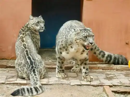盘点人气超旺的西宁网红雪豹 盘点人气超旺的西宁网红雪豹
