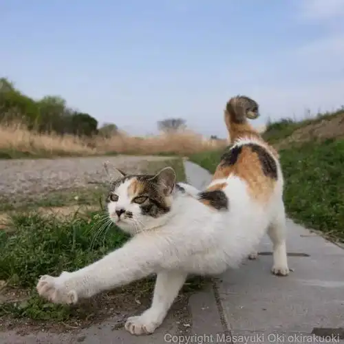 猫事打滚撒娇伸懒腰,这个摄影师拍街猫每张都能做成表情包 猫事打滚撒娇伸懒腰,这个摄影师拍街猫每张都能做成表情包