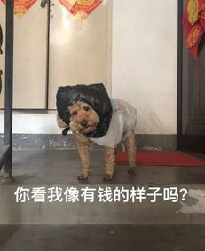  狗狗以为主人要带自己出去散步,开心得不得了结果