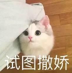  笑skr人,不想让你养宠物的父母也逃不过真香定律