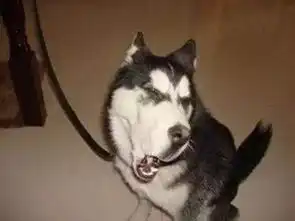 花丸幼稚园跳舞表情包哈