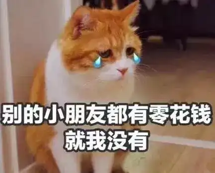  养一只猫要花多少钱应该没多少的吧