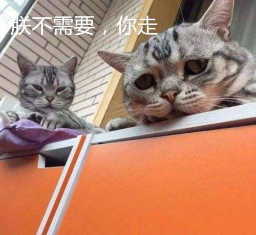 一脸忧郁的猫表情包时髦