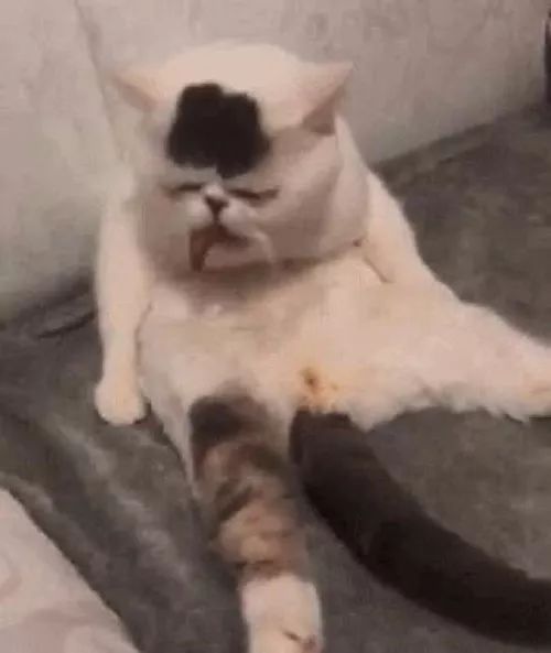  猫咪觉得胯下有异味,于是就舔了一口,下一幕笑坏了主人