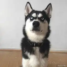  大哥我手上无数人命拥有狗星界反派气息的哈士奇