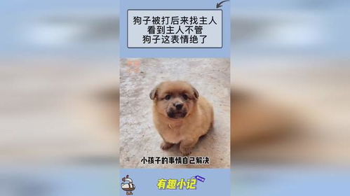  狗子被打后来找主人,看到主人不管,狗子这表情绝了