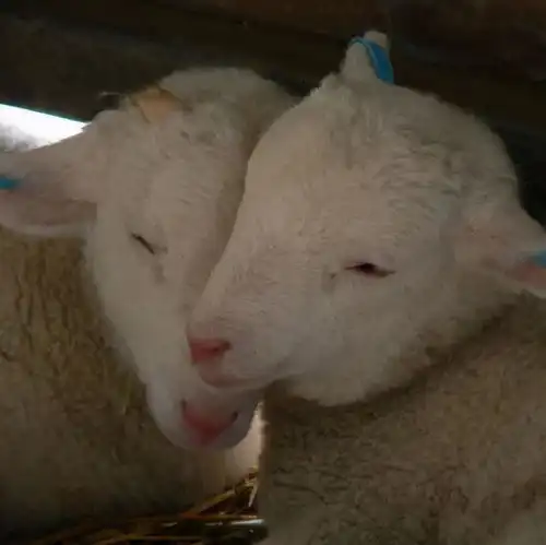 超可爱的小羊头像合集 超可爱的小羊头像合集