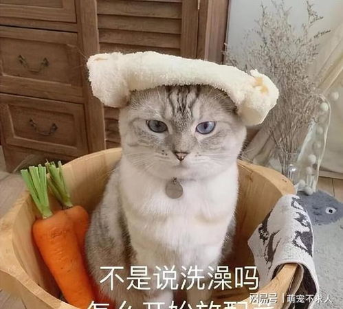  若一只猫把你当亲妈了,自然会有这10个举动,骗不了人