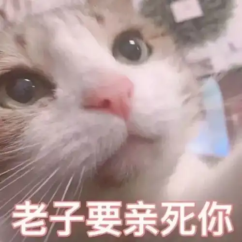 猪头像情侣表情包我将