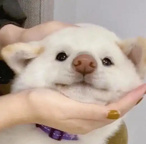 你平常聊天会用哪些表示开心的表情包 你平常聊天会用哪些表示开心的表情包