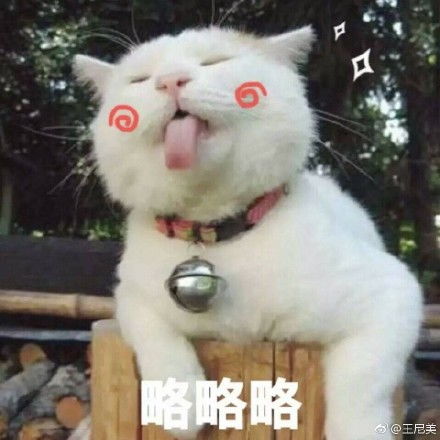  可爱动物qq表情包