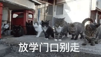 西伯利亚表情包猫岛