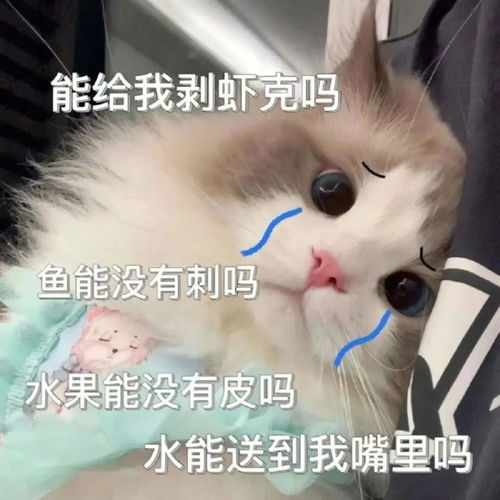  可爱猫咪表情包去给你买点脑子