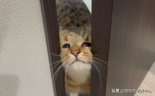 一脸忧郁的猫表情包委屈