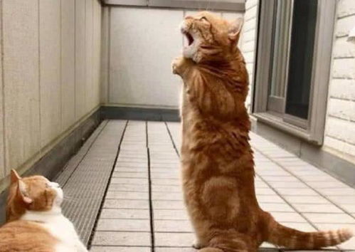  一只放声高歌的橘猫,被这表情笑喷了