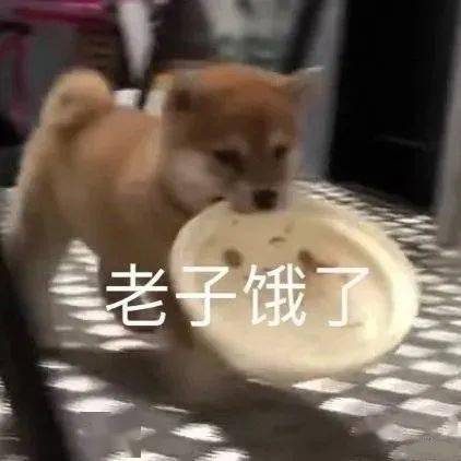  狗狗表情包有点想哽咽