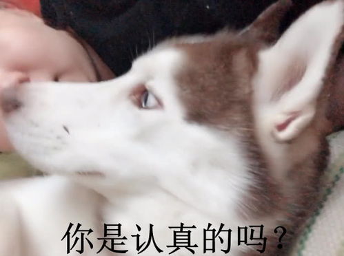  表情知道主人怀孕后二哈的表情让人笑到失声你啥时候结的婚表情