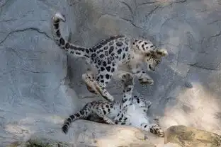 雪豹是喵喵叫嗷嗷叫还是嗷呜嗷呜叫 雪豹是喵喵叫嗷嗷叫还是嗷呜嗷呜叫