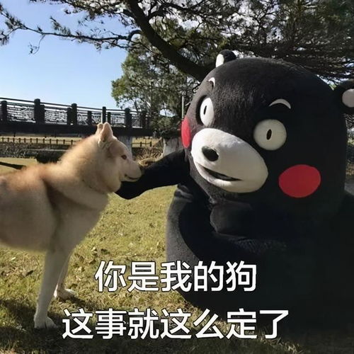 一山不容二宠猫党和狗党今天就要battle出个结果 一山不容二宠猫党和狗党今天就要battle出个结果