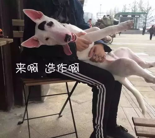 我没有不开心表情包狗子