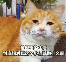 苏大强表情包生成器猫咪