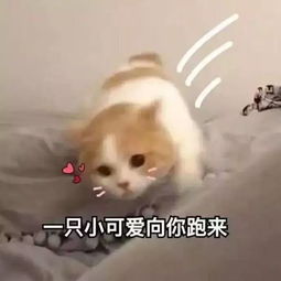  第二弹根正苗红团委篇