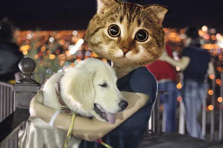 表情养金毛好吗养一只大金毛是怎样的体验表情 表情养金毛好吗养一只大金毛是怎样的体验表情