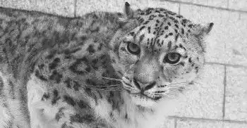 两只雪豹入住济南新家本周日与市民见面 两只雪豹入住济南新家本周日与市民见面