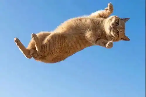 抓拍猫跳起来的瞬间,放大一看表情意如此安逸