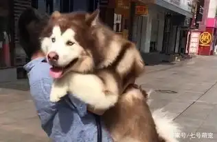 看见别的狗狗被抱着,百斤阿拉斯加也要抱抱,下一秒主人表情亮了 看见别的狗狗被抱着,百斤阿拉斯加也要抱抱,下一秒主人表情亮了