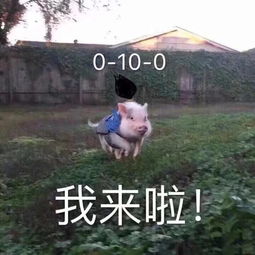  热门表情包,你忙吧,我打游戏了