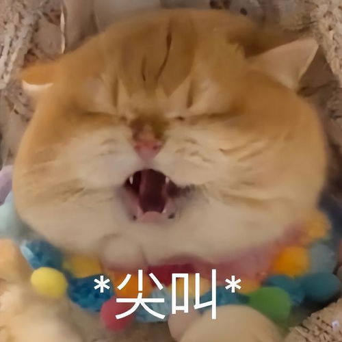  可爱猫咪表情包