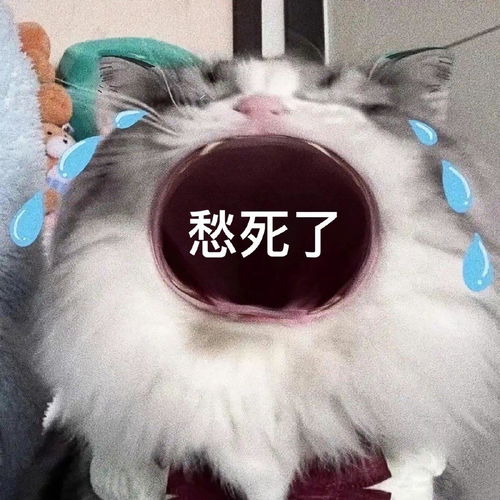  猫咪大哭大嘴表情包快发你的爸爸妈妈姐妹男女朋友吧已更新