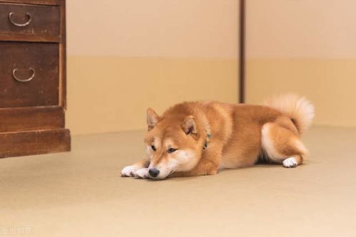  柴犬什么时候开始爆脸2岁了还是尖嘴猴腮的柴犬,正常吗
