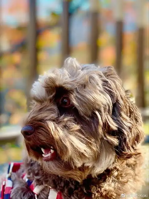 木村光希戴鸭舌帽打扮低调悠闲遛狗amuamu口吐舌头表情抢镜 木村光希戴鸭舌帽打扮低调悠闲遛狗amuamu口吐舌头表情抢镜