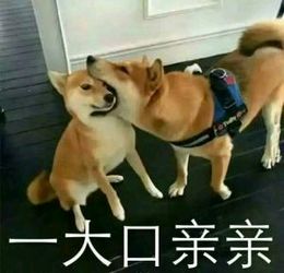  在下土豆有何贵干˙˙