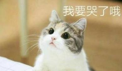  一组敲可爱的喵咪表情包