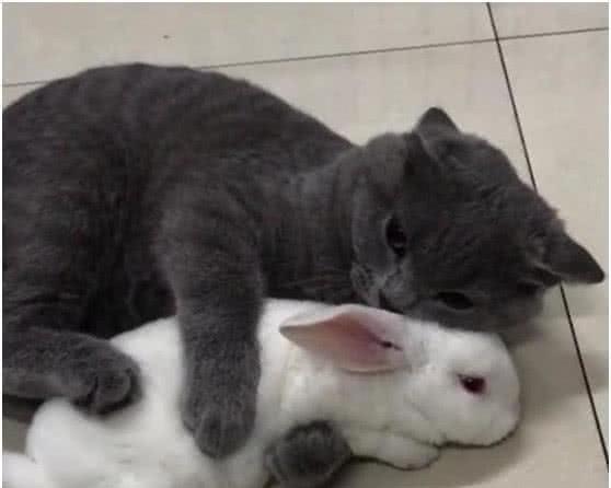 菜市场买兔子给蓝猫作伴,结果猫咪举动亮了,兔子内心是崩溃的