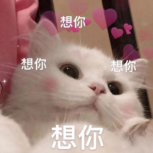 欺负你表情包动图我要