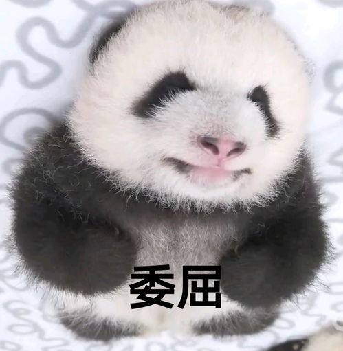  哔哩哔哩专栏